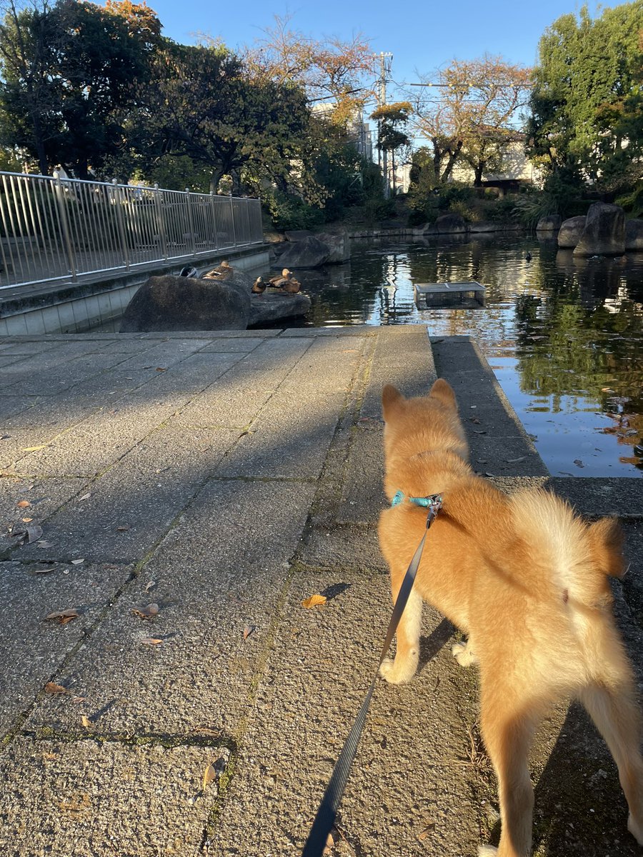 今朝のお散歩🐶
今日の公園は大きい子が多かった🐕
それでもグイグイ行くのでダルメシアンの子に怒られたけど、全然めげないライム😅#豆柴 #柴犬 #柴犬のいる暮らし #犬好きさんとつながりたい
