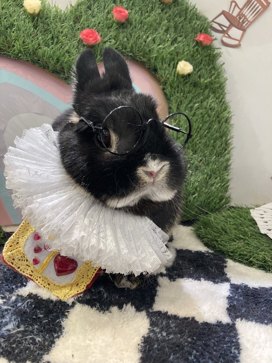 Kusuke20200505's tweet photo. かなり投稿してませんがくーちゃんはとっても元気にしてまふ🐰

実は実家の両親は私の家の近くに引越し、今は🐰👩の二人暮らしです。
近くに住んでるのでくーちゃんの大好きなばあばにもたまに来てもらってます。

ぼく、メガネ👓イケメンでしょ？ https://t.co/y4LHu7wzyR