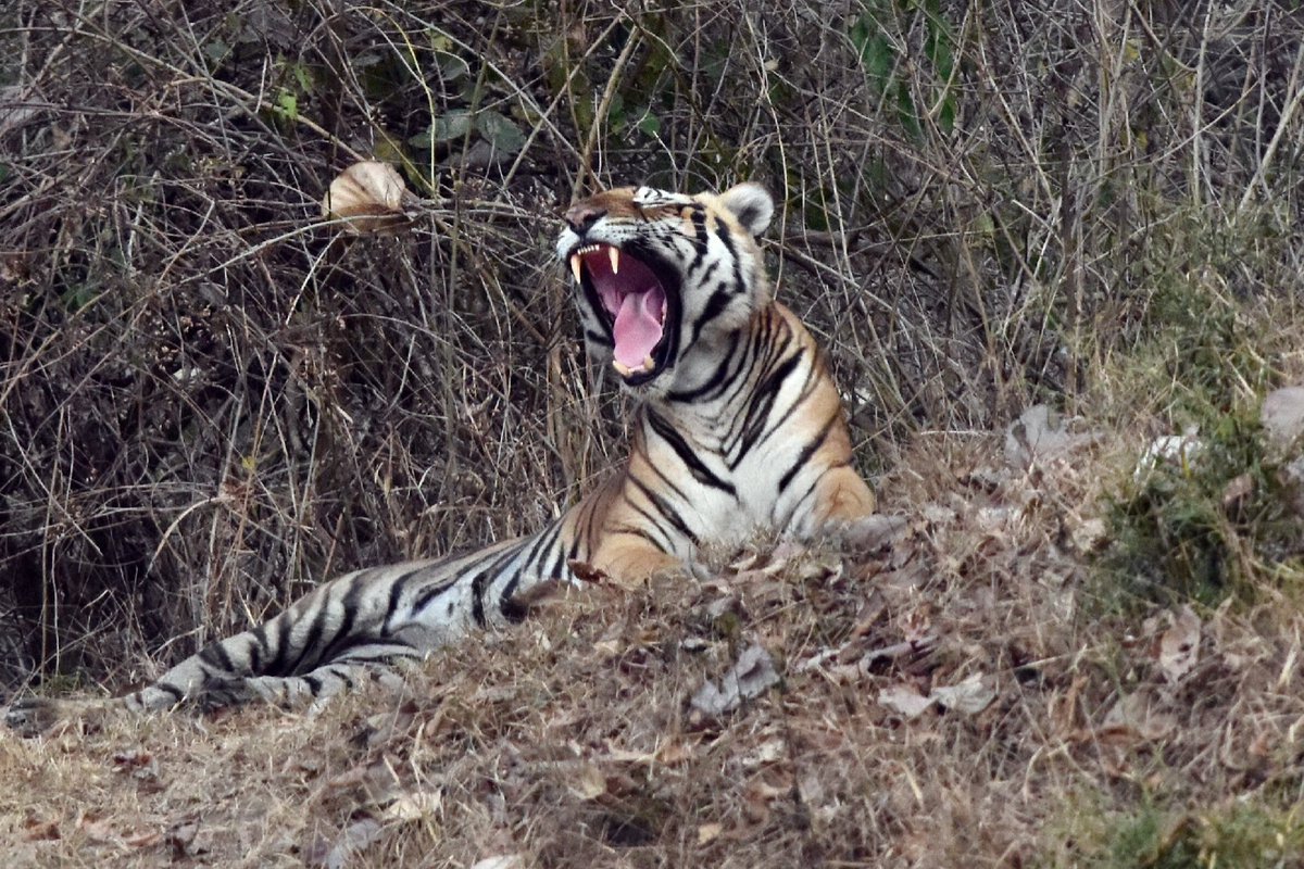 vishwaroopa19's tweet image. The tiger is a symbol of the health of the forests it inhabits. 

#ThePhotoHour #BBCWildlifePOTD #natgeoindia