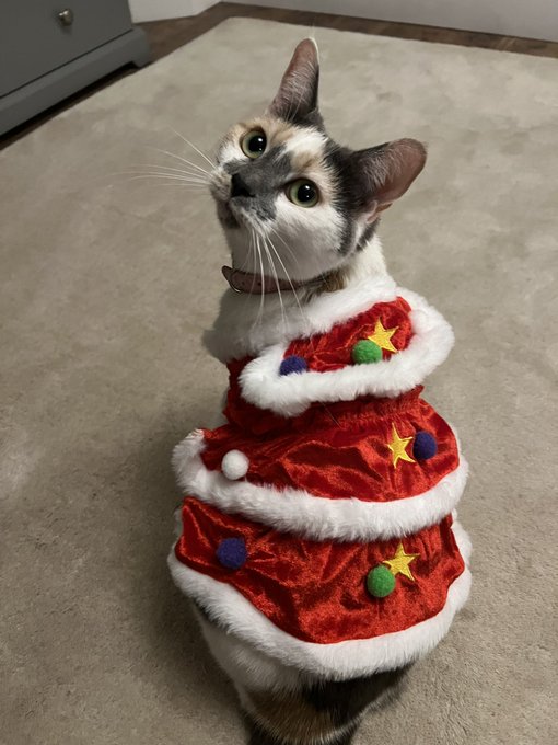 Did I buy Luna a Christmas dress today? Yes. Is she happy about it? No 😂🥲🎄❤️ https://t.co/AtiGTHZcT8