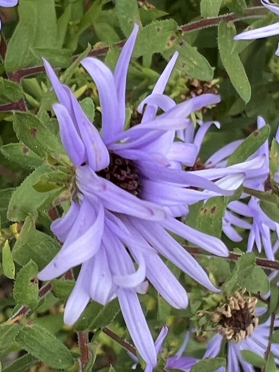 𝖂𝕾𝖁𝕯𝖊𝖘𝖎𝖌𝖓 tweet media