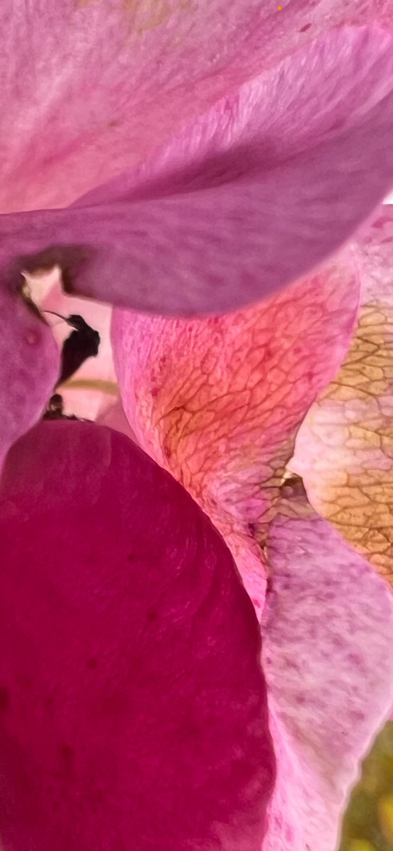 𝖂𝕾𝖁𝕯𝖊𝖘𝖎𝖌𝖓 tweet media