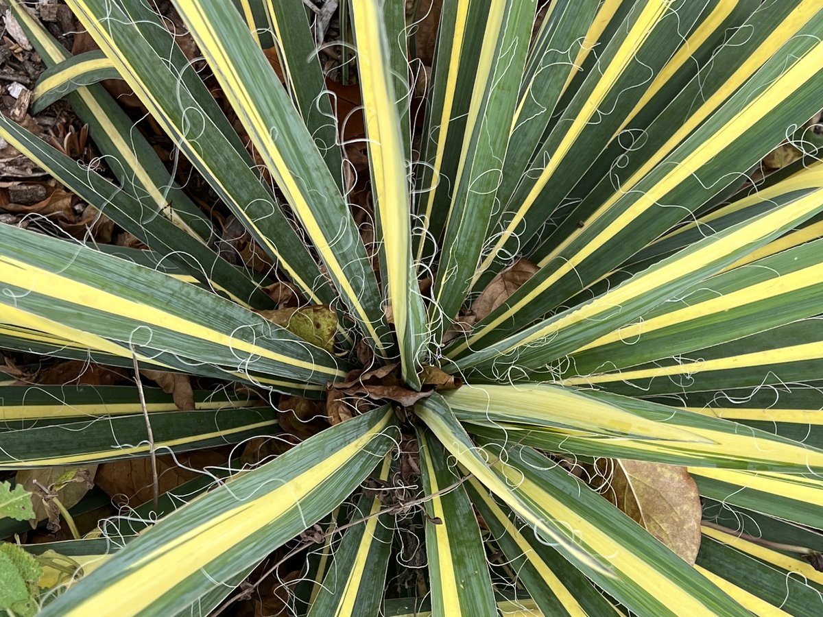 𝖂𝕾𝖁𝕯𝖊𝖘𝖎𝖌𝖓 tweet media