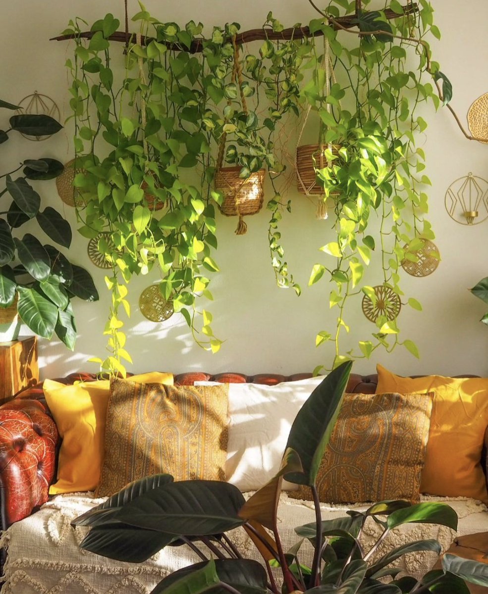 HobbyistPlant's tweet photo. Let the sunshine in 🌿 https://t.co/zxxv16cXPY