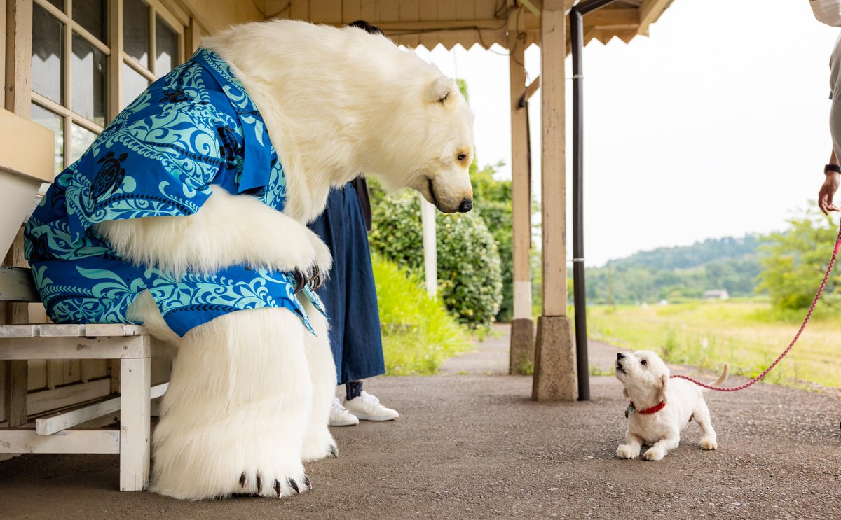 arcticembassy's tweet photo. 小さい生き物が好きなシロクマさんですが
いつも怖がられちゃいます https://t.co/ENuvKclUEn