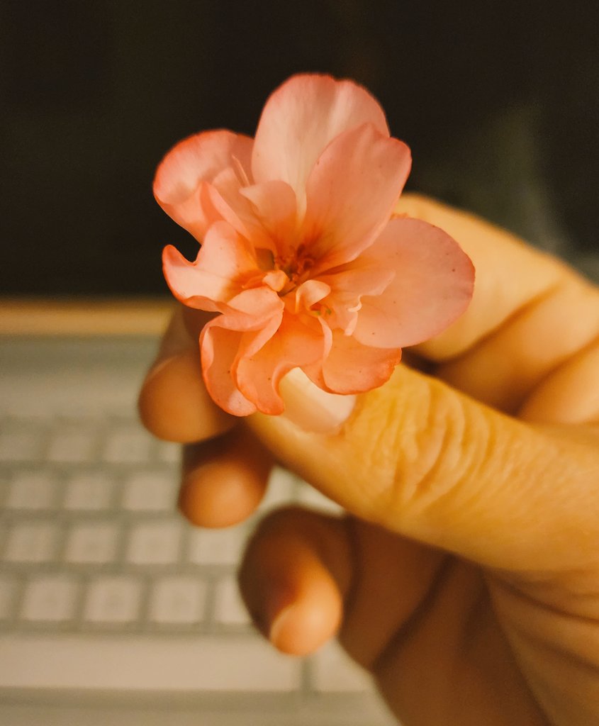 Cali 🌺 tweet media