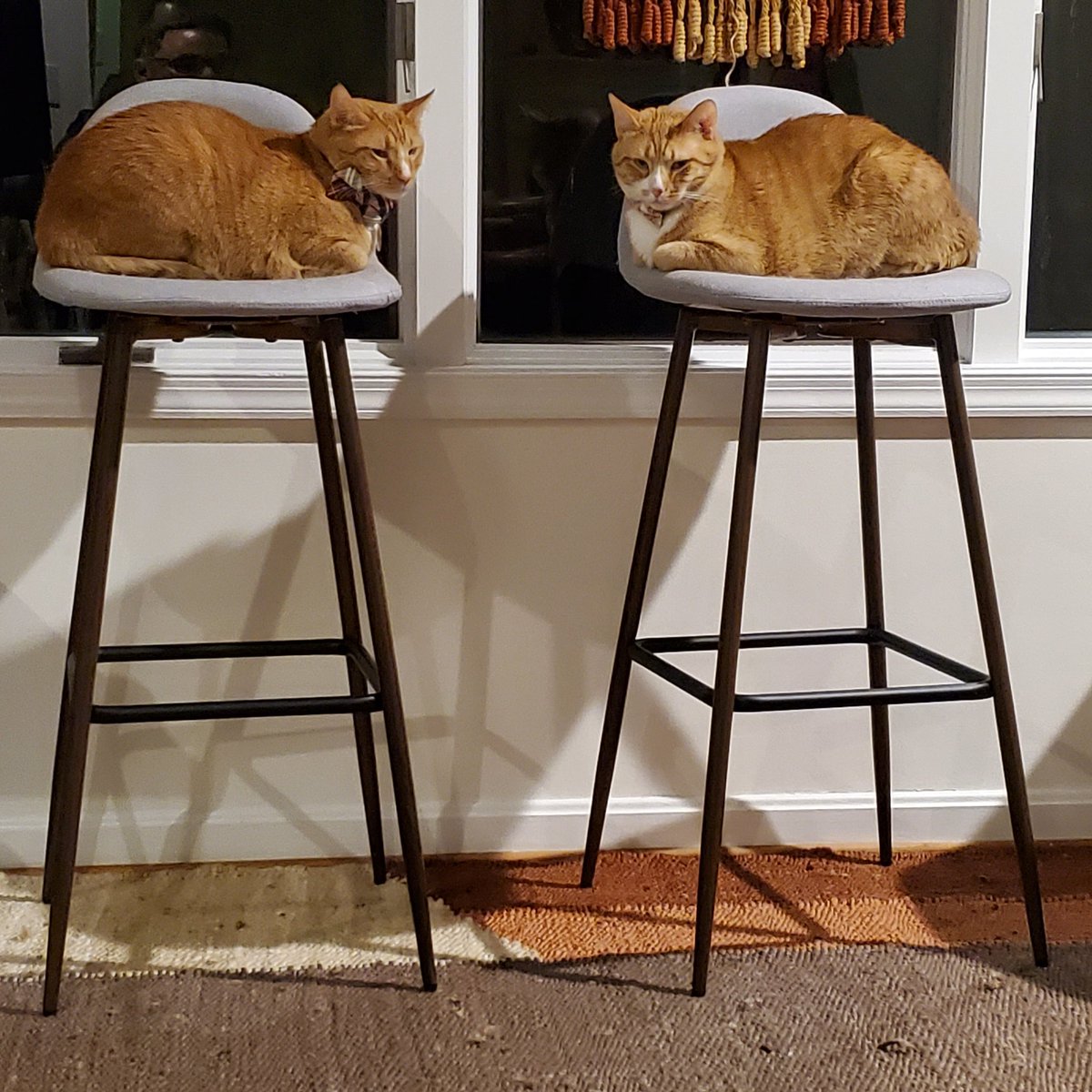 NTNLcats's tweet photo. Brothers on stools. 
#VanderCGJohnson #RylanBJohnson #CatsofTwittter https://t.co/ixRgxyc0Ie
