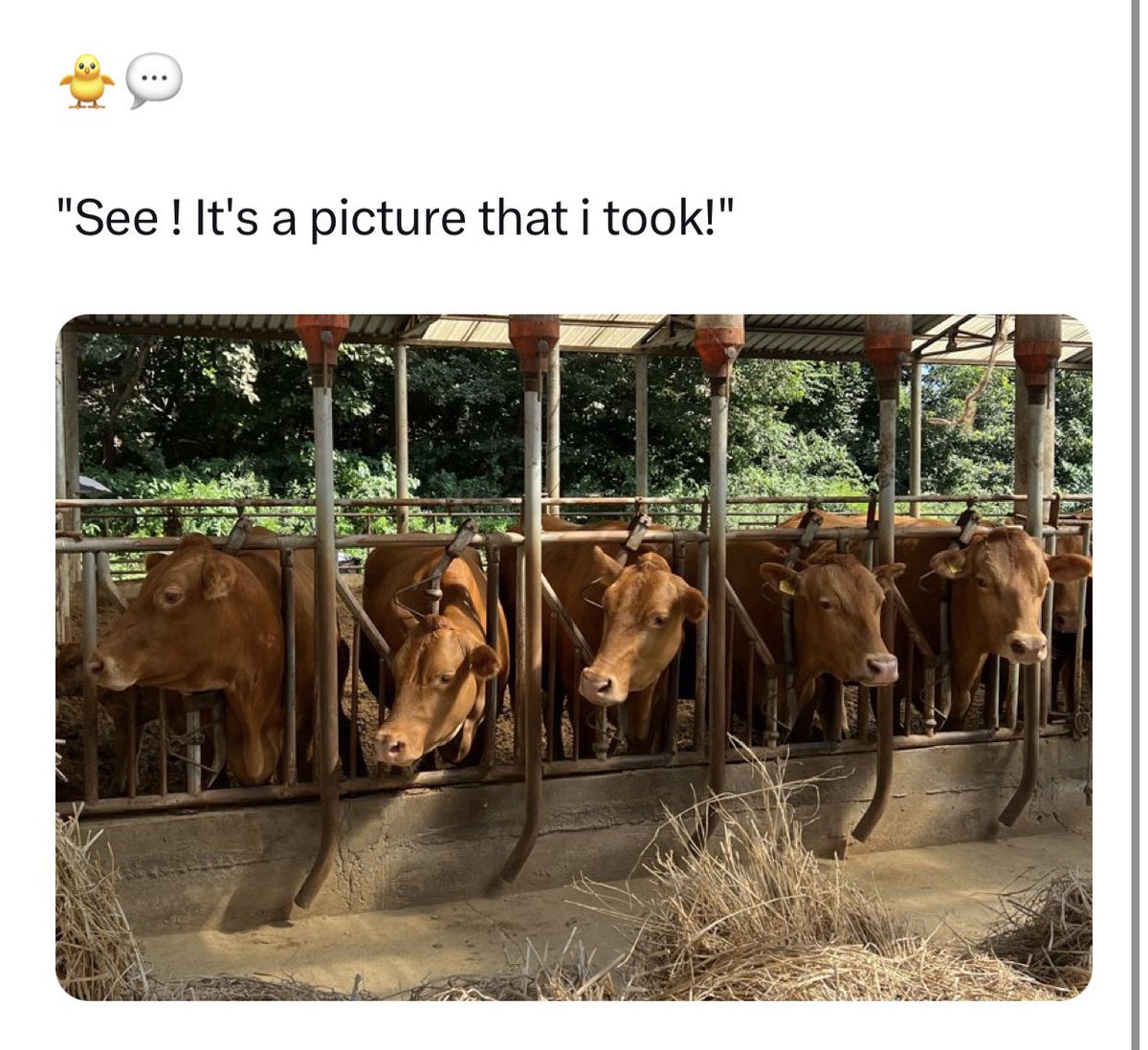 kaijoy share one braincell… it’s true 😭