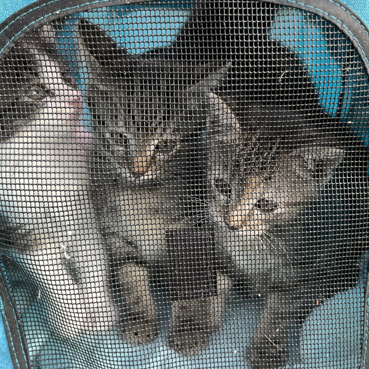 The #FosterKittens did very well on their first ride in the stroller. They were a little nervous at first, then got interested in looking around. We just went around the block one time for this first walk. #CatOfTwitter #CatsOfX