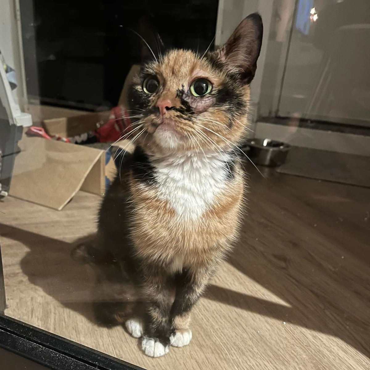 Dit arme meisje is sterk vermagerd en heeft waarschijnlijk al meer dan een week rondgedoold bij de flats #Jisperveldstraat #Amsterdam Noord. Nu veilig bij de DOA onder nummer 54785
Europese Korthaar, vrouwelijk, gevonden op 10 November #RT #Help