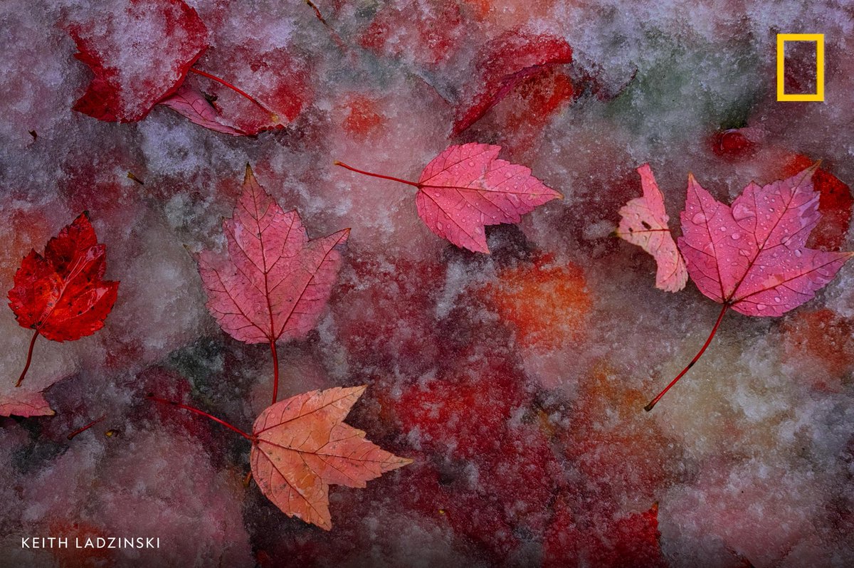 Autumn leaves fall in Starved Rock State Park in Illinois, USA.