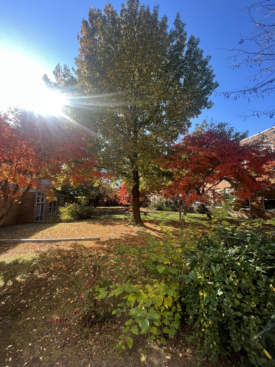 The prettiest time of year in the <a href="/OHSNYcounselors/">OHS Counselors</a> courtyard! Happy Monday!🍁🍂
