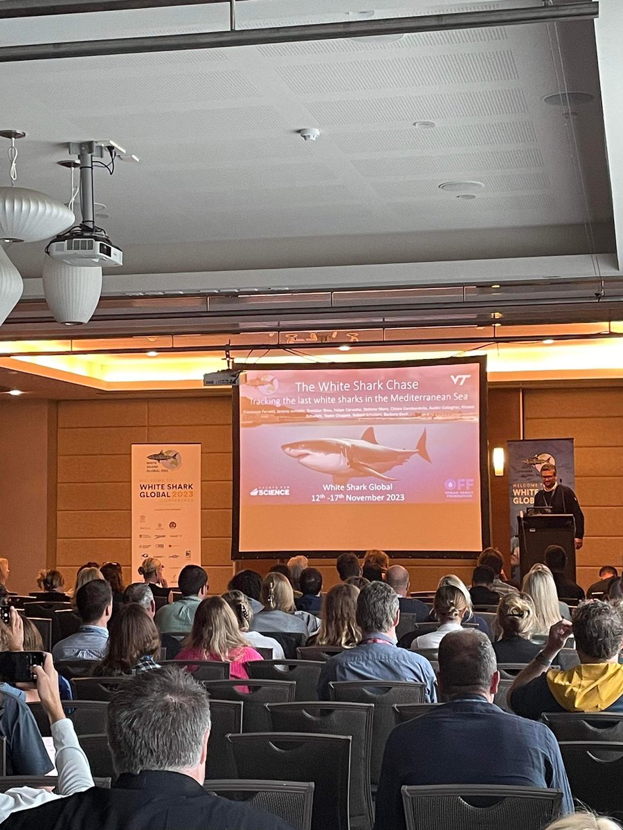 Francesco Ferretti <a href="/bestinoblu/">Francesco Ferretti</a> presents ‘The white shark chase: Tracking the last white sharks in the Mediterranean Sea’ #WhiteSharksGlobal2023