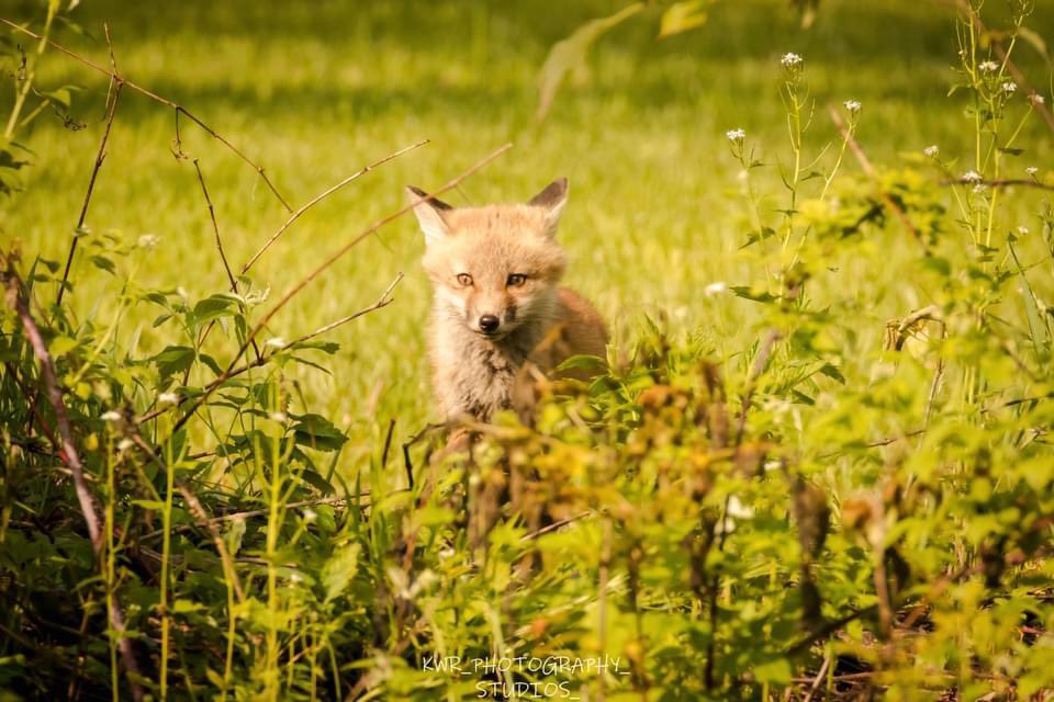 #canoneos80d #topazdenoise #canonusa #adobelightroom #adobephotoshop #canonusa #canoncamera #canonphotography #canon #tamron #tamronlens #tamronusa #tamronlenses #foxes #fox #wildlife #wildlifephotography #hiking #hikingadventures #hikinglife #hikingtrails #naturephotography