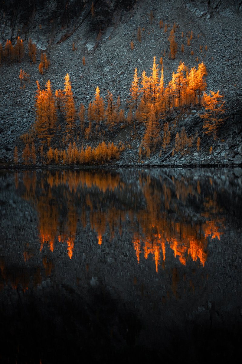 evanstrandberg_'s tweet photo. Fiery larches at golden hour in the Washington backcountry https://t.co/FDDUxSt6Ps