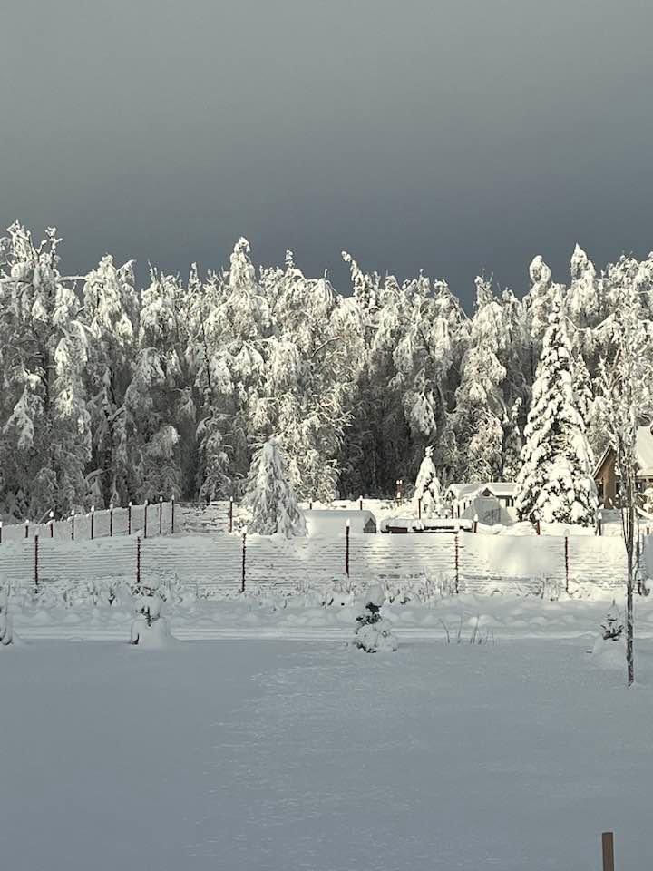 Stormy skies over frozen snow-covered trees. #ViewFromMyWindow