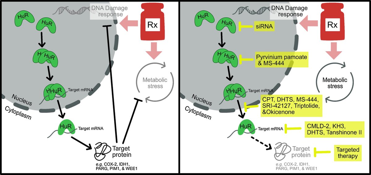 Cancer Research (@cr_aacr) on Twitter photo Read the review from the latest issue—
Targeting the #RNA-Binding Protein HuR in Cancer, by <a href="/Jon_BrodyPhD/">Jonathan Brody</a>, Jennifer M. Finan et al.
bit.ly/3SKBrJD
@OHSUpancreatic Read the review from the latest issue—
Targeting the #RNA-Binding Protein HuR in Cancer, by <a href="/Jon_BrodyPhD/">Jonathan Brody</a>, Jennifer M. Finan et al.
bit.ly/3SKBrJD
@OHSUpancreatic