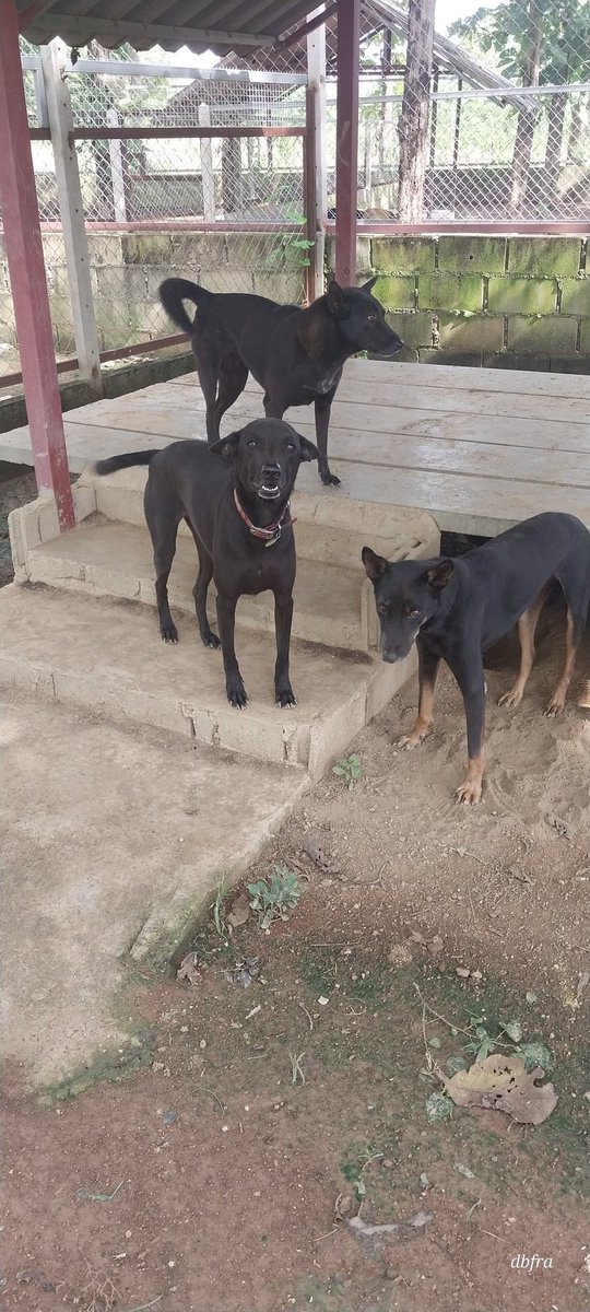 Dogs saved from the meat trade, poisoning, torture and vehicle accidents..... we have them all. Please help us care for the dogs in Thailand
To donate
Wise
Dogsbfrescue@gmail.com
#adoptable #mansbestfriend #rescuedogs
#charitystartsathome