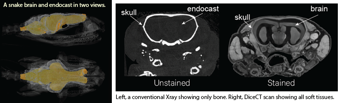 Think I'm all about fish? Well think again, as I have a cool SNAKE BRAIN Honours project available. Working with @jcroweriddell and myself, the student will study the brain-endocast relationship in snakes to uncover the ecology of fossil & transitional forms 🐍🧠🩻