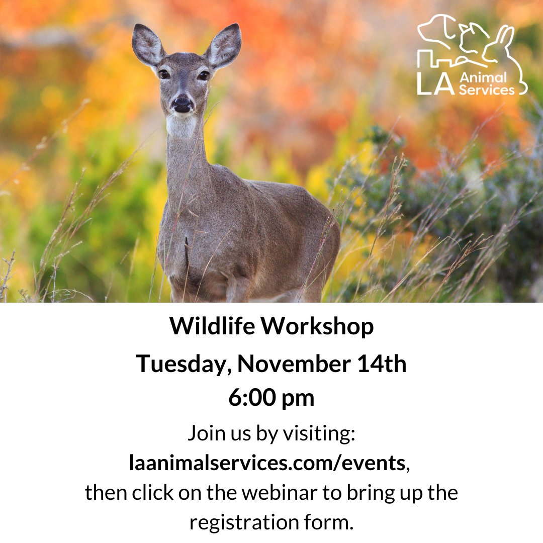 Join us tomorrow at 6 pm via Zoom for an educational session on the wild animals you may encounter in your neighborhood! To sign up, visit laanimalservices.com/wildlife-webin… 🐾 #lacitypets #wildlife