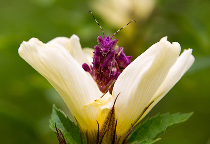 Zootaxa's tweet image. Monograph   A preliminary checklist of the praying mantids of Comoé National Park, Ivory Coast (Insecta: #Mantodea)
--We present a preliminary checklist of praying mantids (Insecta: Mantodea) of the CNP.
mapress.com/zt/issue/view/… 
#Taxonomy