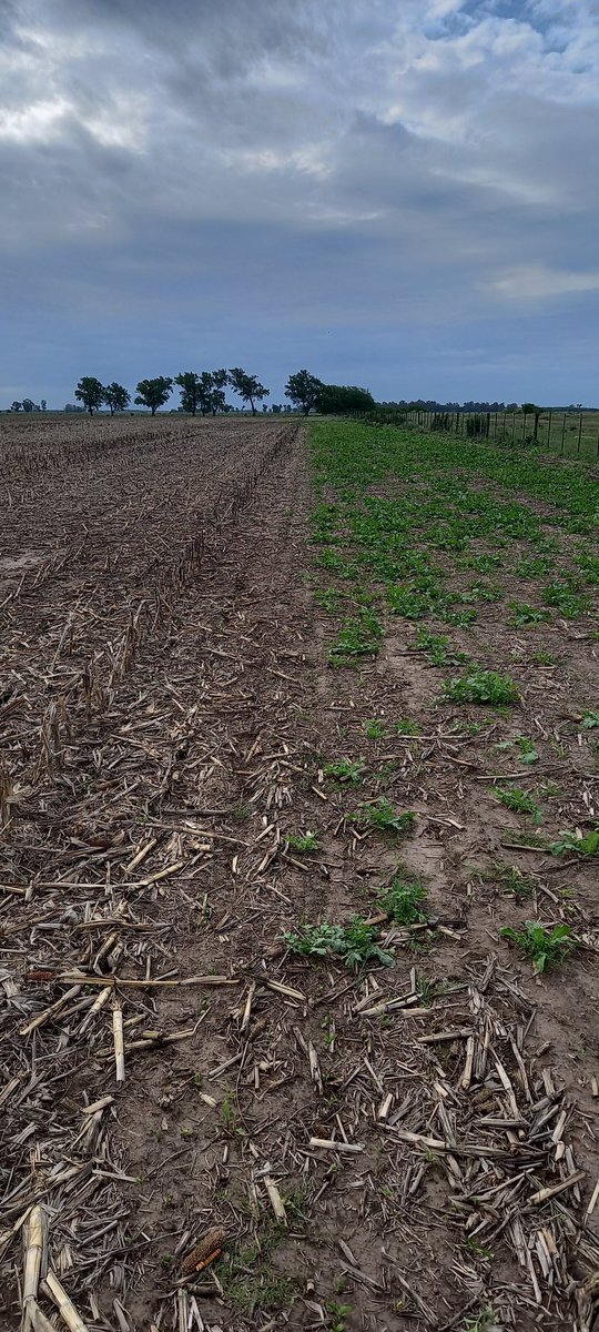 catriel.pedernera tweet media