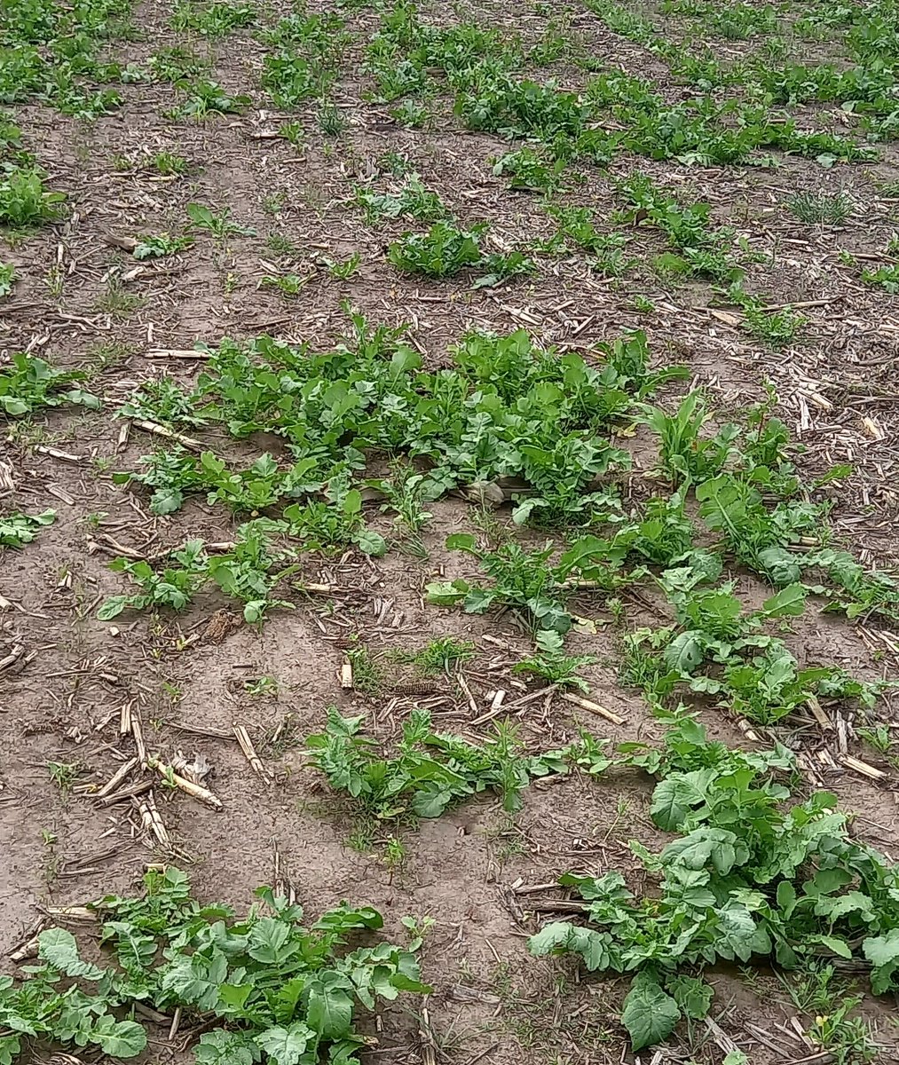 catriel.pedernera tweet media