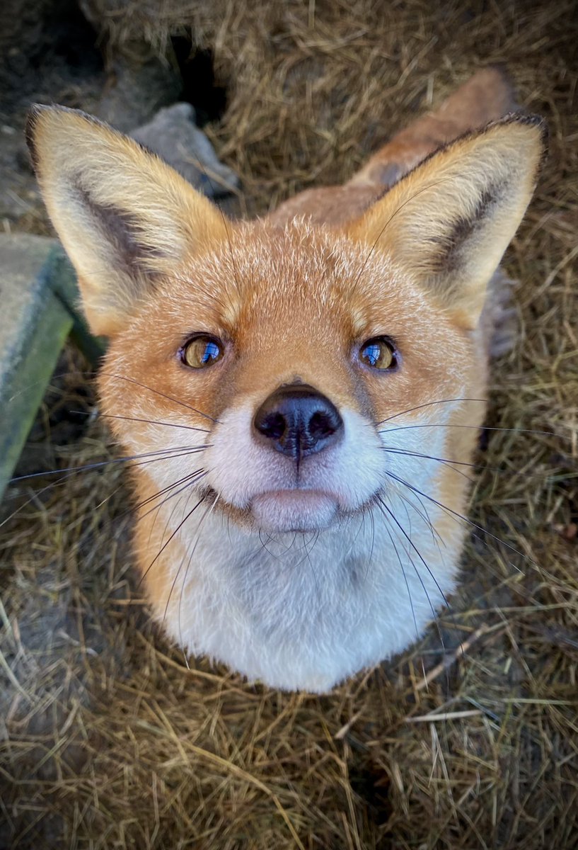 #foxoftheday ⁦@ChrisGPackham⁩ The most beautiful rescue fox ever waiting for a ball to be thrown. Proving dogs and foxes are as one.