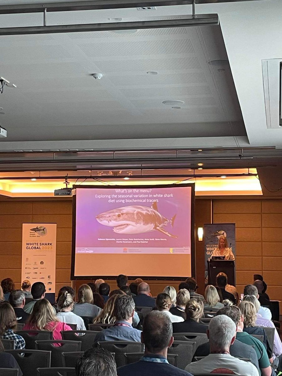 Session five concludes with Rebecca Lipscombe <a href="/Bec_Lipscombe/">Rebecca Lipscombe</a> presenting ‘What’s on the menu? Exploring the seasonal variation in white shark diet using biochemical tracers’ #WhiteSharksGlobal2023