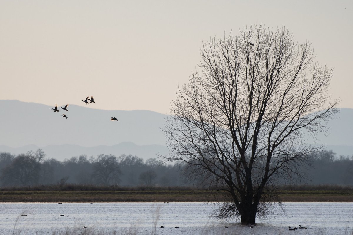 💧Around one-third of threatened and #endangeredspecies rely on #wetlands for survival— which is one of many reasons scientists are collaborating on the best ways to bring back lost wetlands. In this week’s Fish Report, learn about #wetlandrestoration: bit.ly/wetlandscience