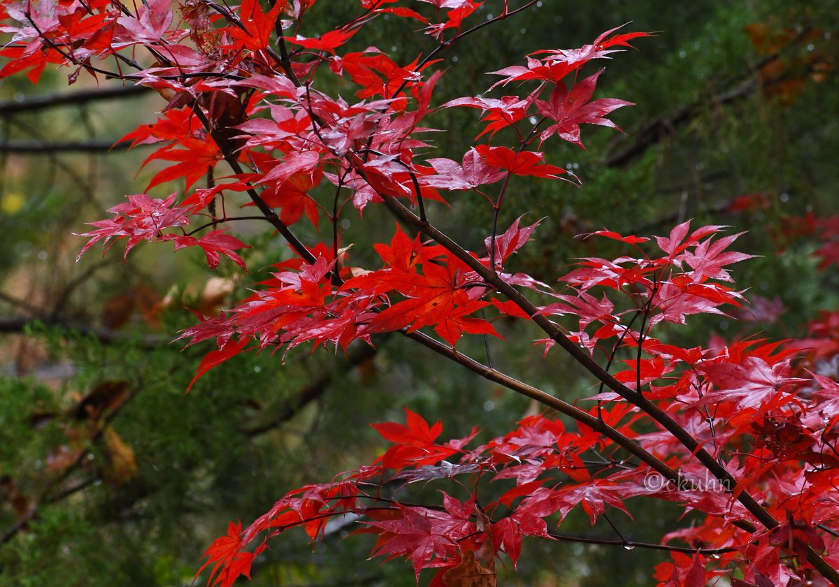 #MondayRed 🍁🍁 #JapaneseMaple #Leaves #AutumnColors