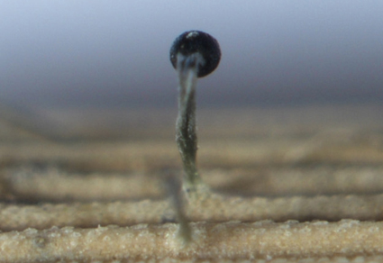 Phytotaxa's tweet photo. Myxospora poaceicola sp. nov. (#Stachybotryaceae, #Hypocreales), a novel myrothecium-like #fungus from Digitaria sanguinalis (Poaceae)
https://t.co/I9XL6Ai2lt
#Taxonomy https://t.co/7M40sCtue8