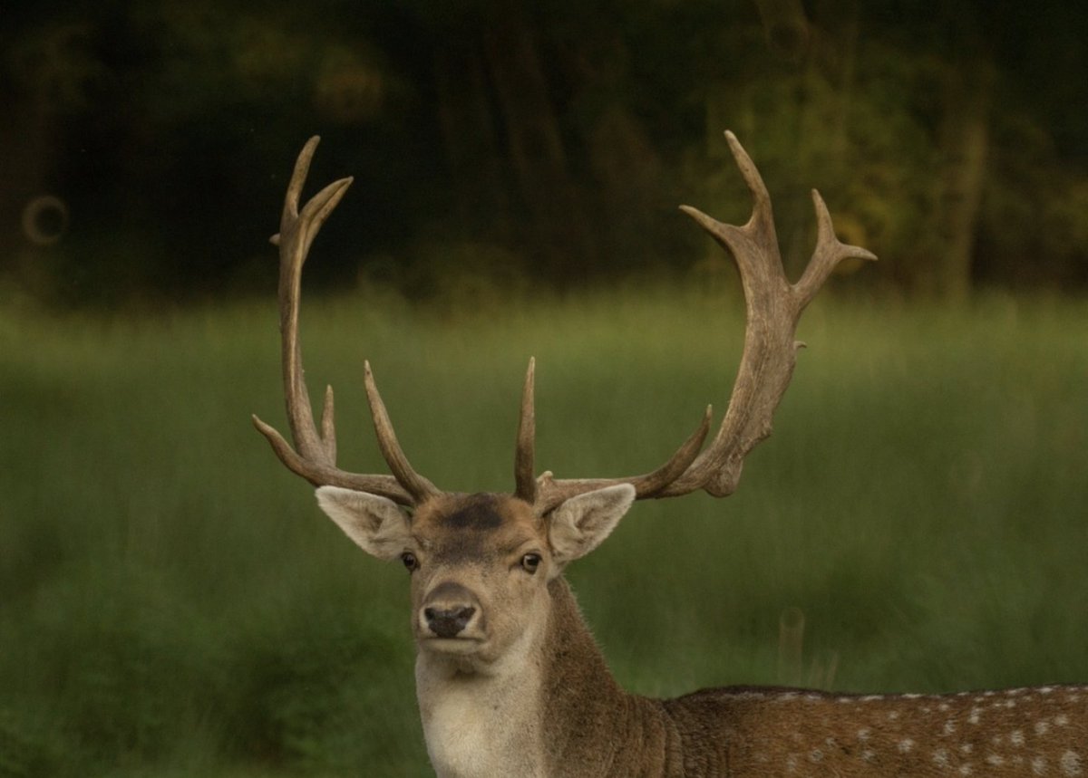 forest_network's tweet photo. The Wisconsin DNR is reminding deer hunters to beware of ash trees as the support for their deer stands this season due to Emerald Ash Borer (EAB) as infested trees are “susceptible to branch and stem breakage”.

Read more: https://t.co/UBywkhMryi https://t.co/1PJktJjGQ7
