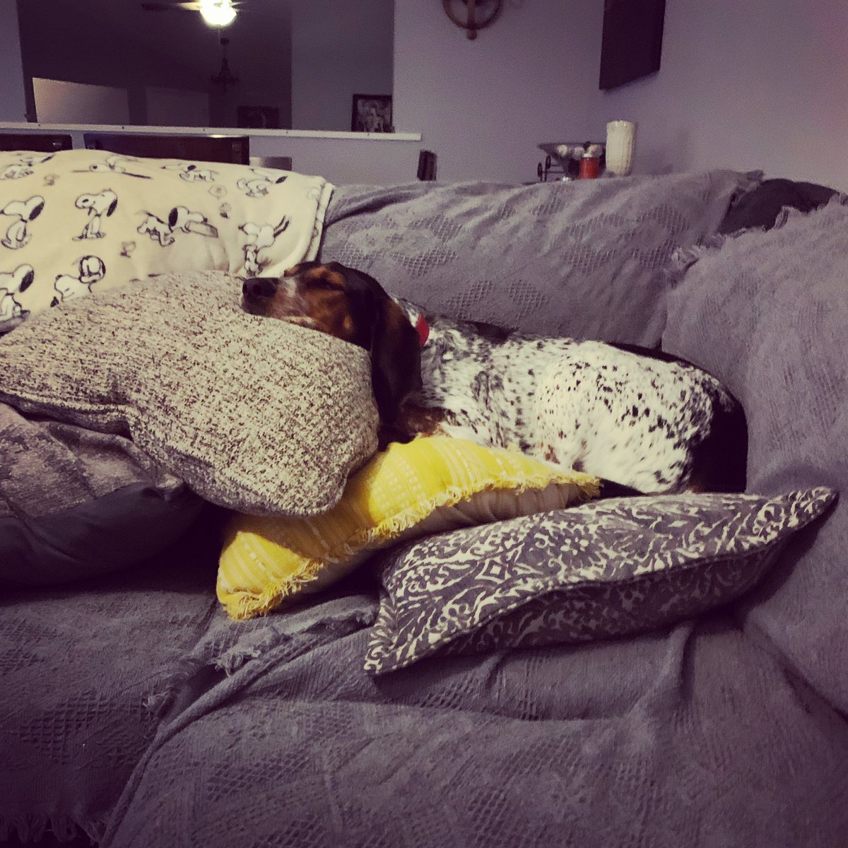 RickiCardi's tweet photo. Princess and the pea. ❤️🐾🛏️🥱 https://t.co/YkmQEFgaUR