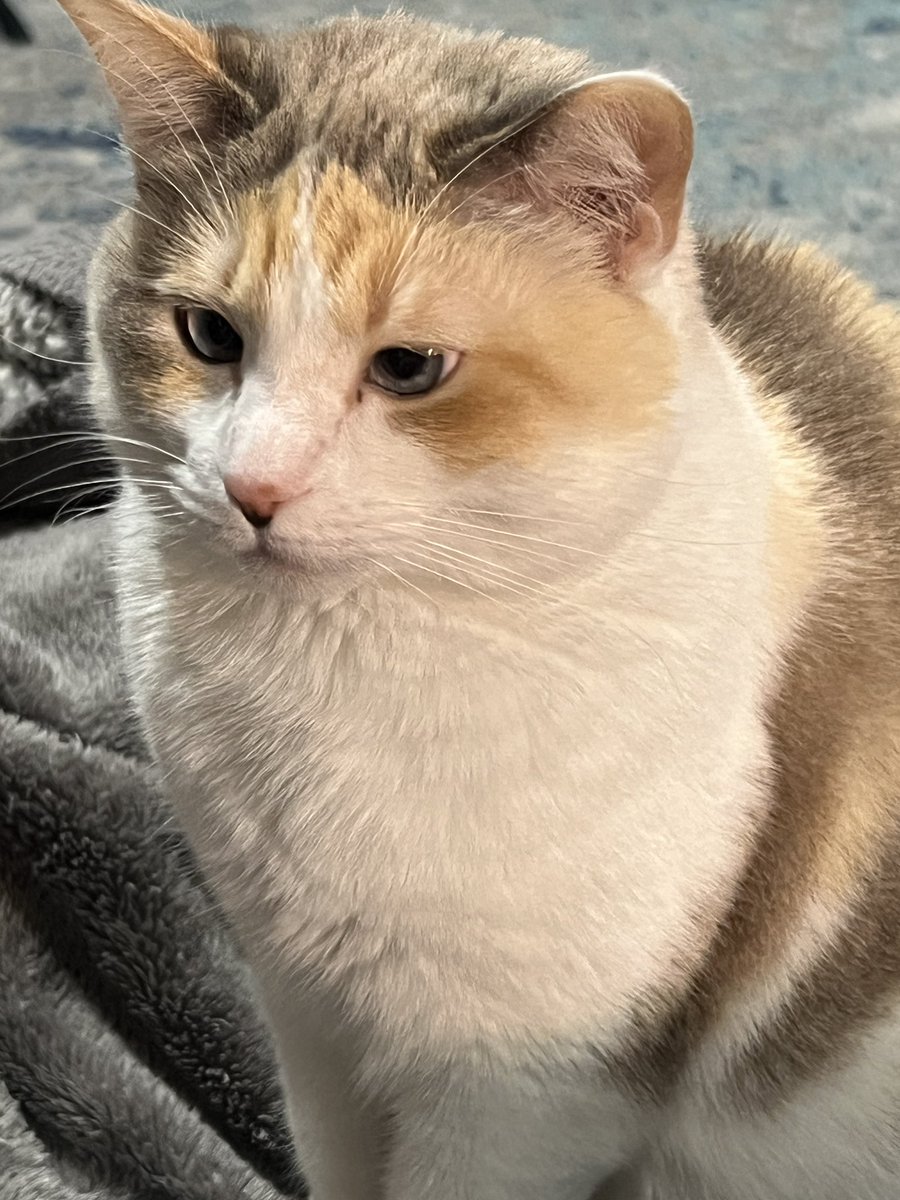 fatfatpankocat's tweet photo. https://t.co/5WicOuJ64j