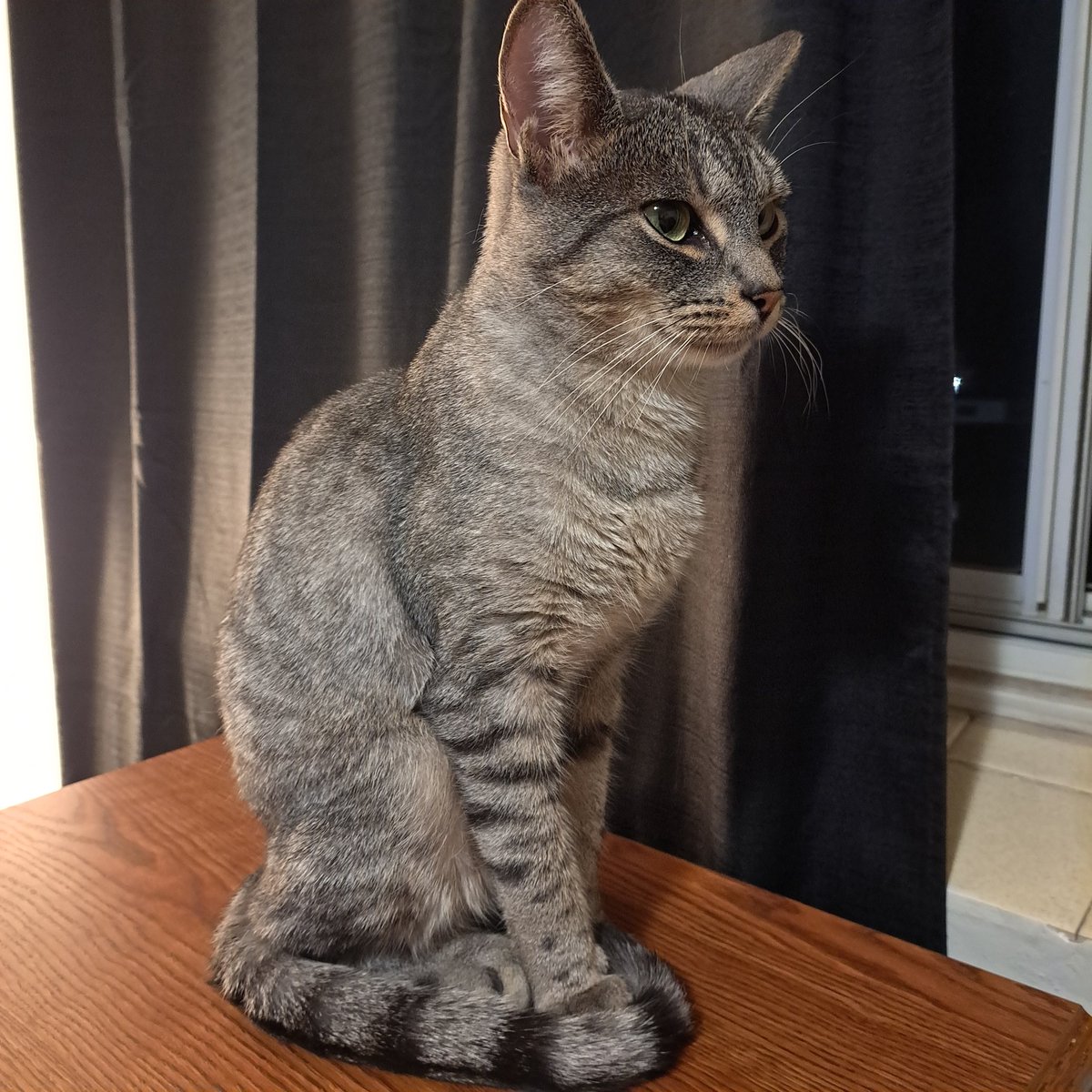 mirinaesb's tweet photo. Benny is smart. So very smart. He has to explore everything. He has to try to figure out how everything works. He'll probably figure out how to use our phones next. We're so screwed. And he's a little snuggle-bug, so we'll let him get away with murder. #CatsOfTwitter https://t.co/SrlubsCr33