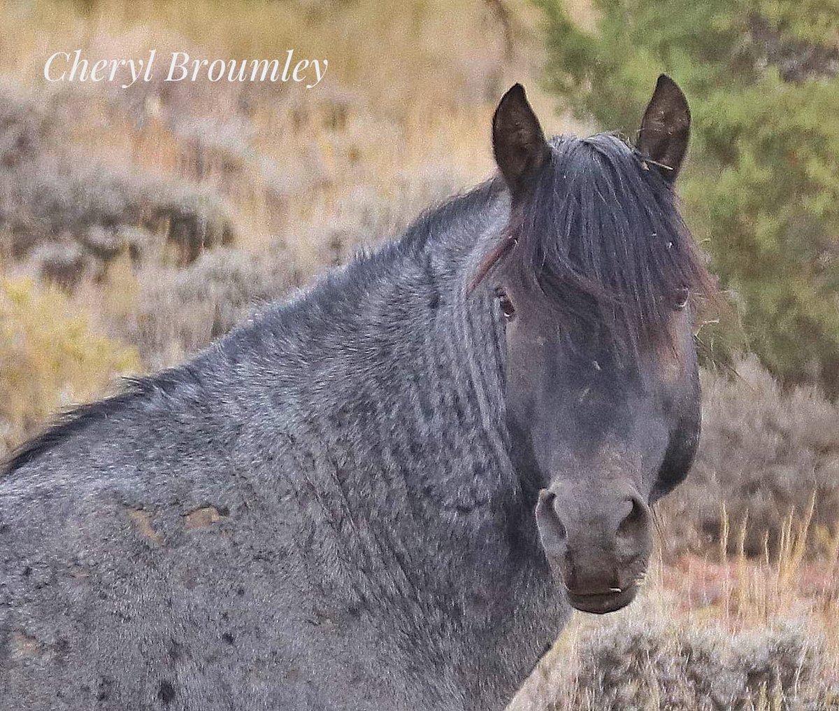 A wild range stallion, tested and true #Nevada #wildhorses #horses #blueroan #mustang #horselover #horsegirl #nevada