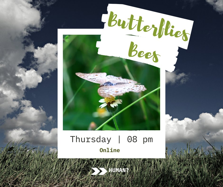 Butterflies and bees - how do you recoginse them? How critical are they to human life? Find out at an online event this Thursday at 8pm with @TUS_Midwest staff member Kevin Healion. Register: bit.ly/49CPR4f