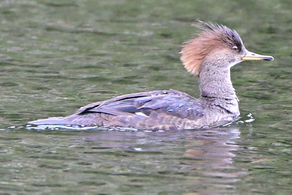 Hooded Merganser on #AliceLake near #Squamish BC. 😀
#birds 
#BirdTwitter #BirdsOfTwitter #birdwatching 
#birding 
#birdphotography #naturephotography #wildlifephotography
#XNatureCommunity
#TwitterNatureCommunity
#BirdsofX
#BirdX