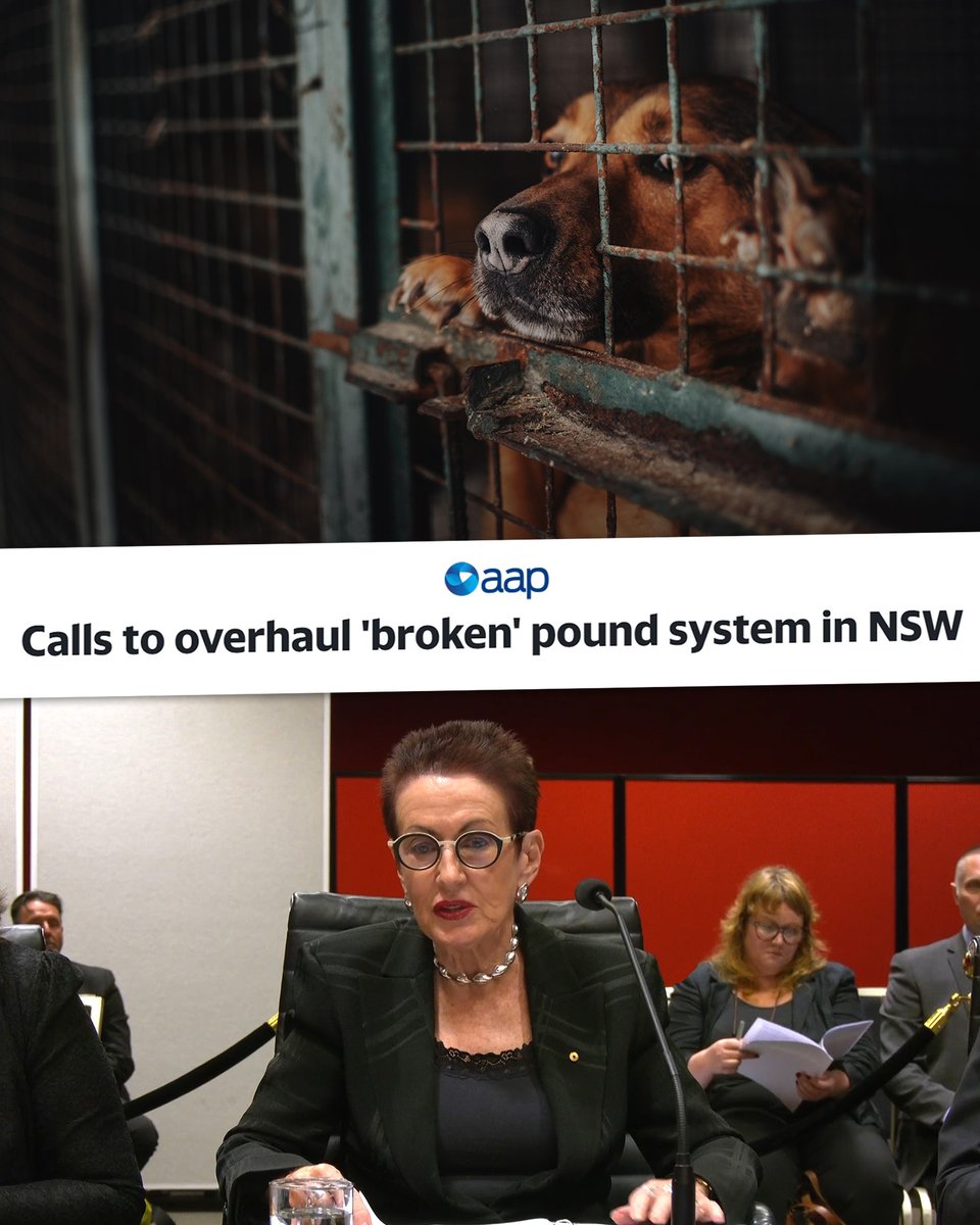 Today I spoke at the Parliamentary Inquiry into Pounds in NSW. It's time to prioritise the welfare of companion animals and take action to reduce the number of unwanted pets humanely. Read more bit.ly/3ucabcL