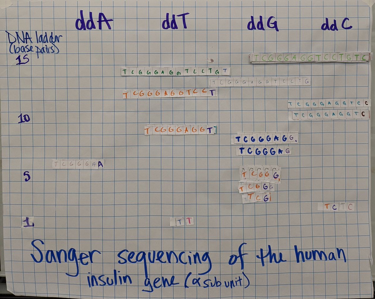 Sanger sequencing sim in #IBBio today... We rolled dice to place dideoxynucleotides in our fragments and then analysed with electrophoresis 🤓 #IBDenton