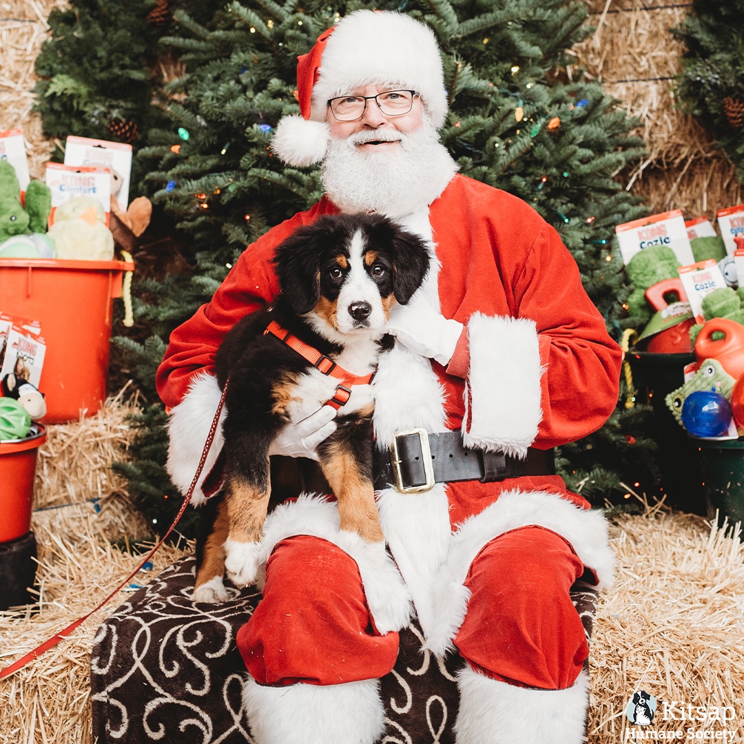 Kitsap Humane Society tweet media