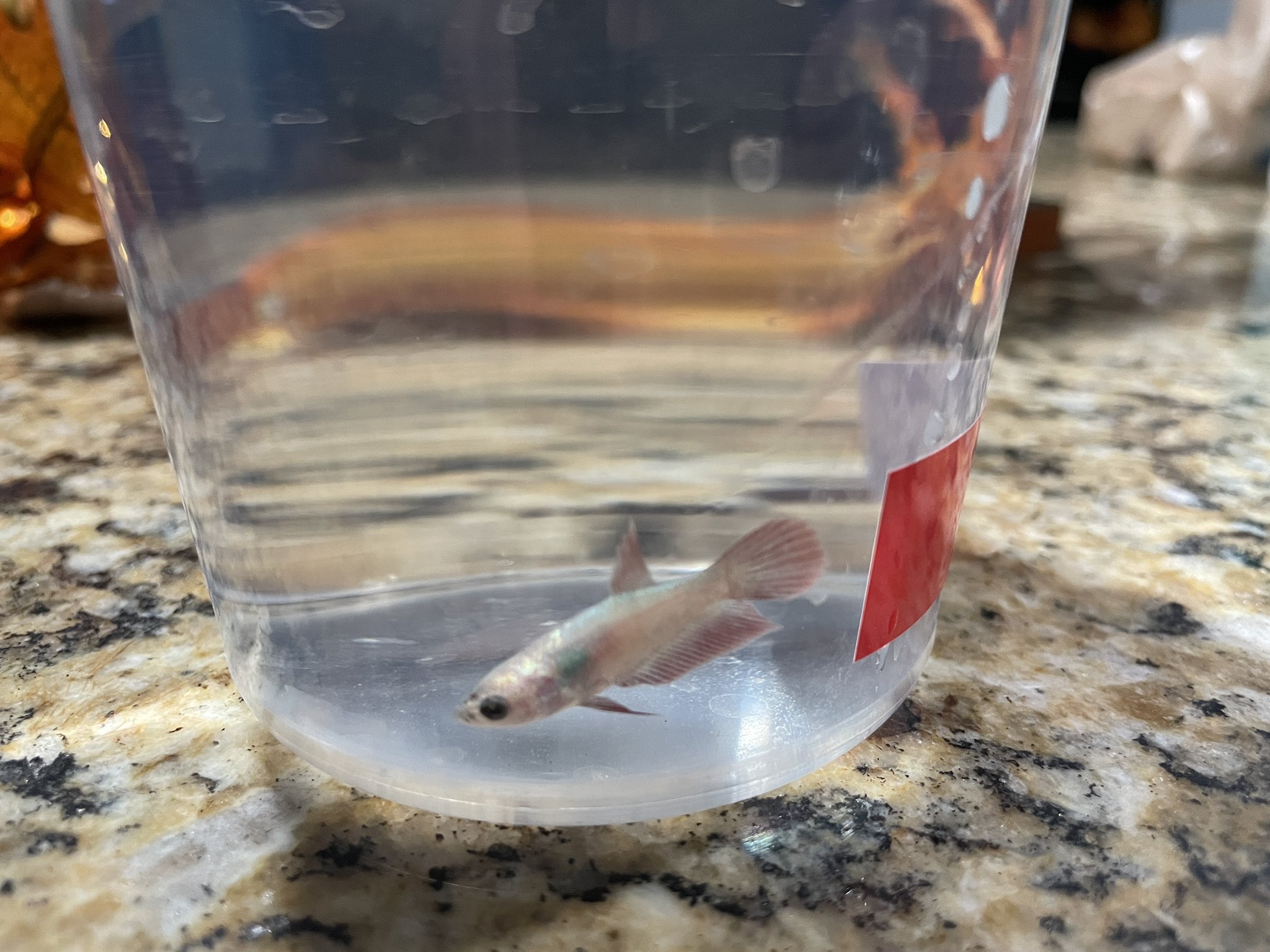 Petco sales baby betta