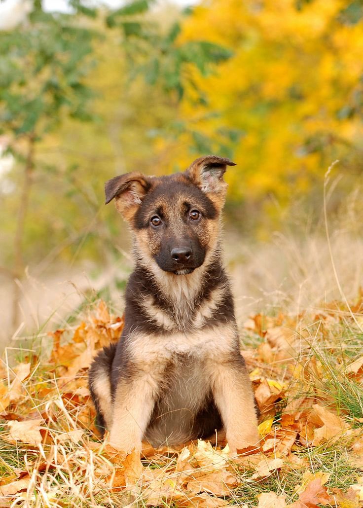 Good morning X-Friends…Happy Tuesday 🌼🍂🍁🐕💛🧡

#TuesdayFeeling 🌼 #CoffeeTime ☕️ #DogsLover 🐶 #AutumnVibes 🍁 #PeaceAndLove 🕊️
