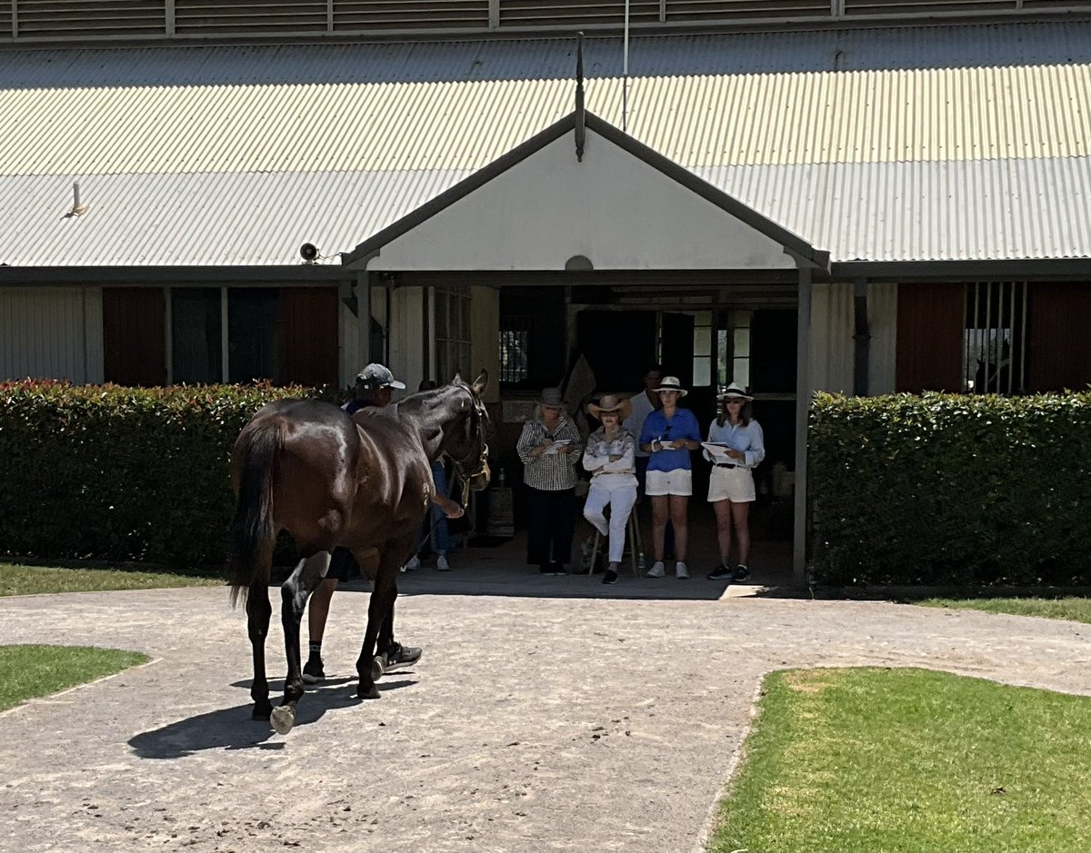 We have officially kicked off our 2024 <a href="/mmsnippets/">Magic Millions</a> yearling inspections with <a href="/GaiWaterhouse1/">Gai Waterhouse AO</a> visiting the farm this morning to view our draft of 48 yearlings! #valleyofchampions