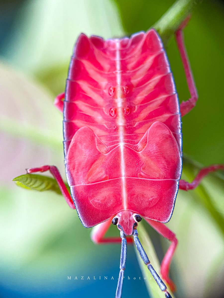 noneetono's tweet photo. Giant Shield Bug Nymph
Pycanum sp.
Family Tessaratomidae
Ip12pm + 40mm + 35mm + 12mm
Lightroom
Lenggeng
#mazaphotography
#mazaphotowork
#macrophotography
#insectphotography
#lenggeng #negerisembilan
#malaysia #giantshieldbug
#redshieldbug #nymph https://t.co/k410I9LZNw