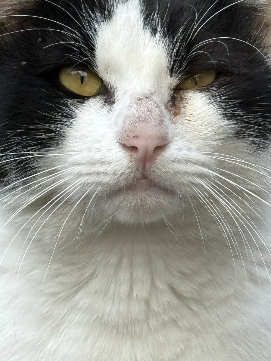 どあっ〜ぷ
#猫 
#ハチワレ 
#iPhone