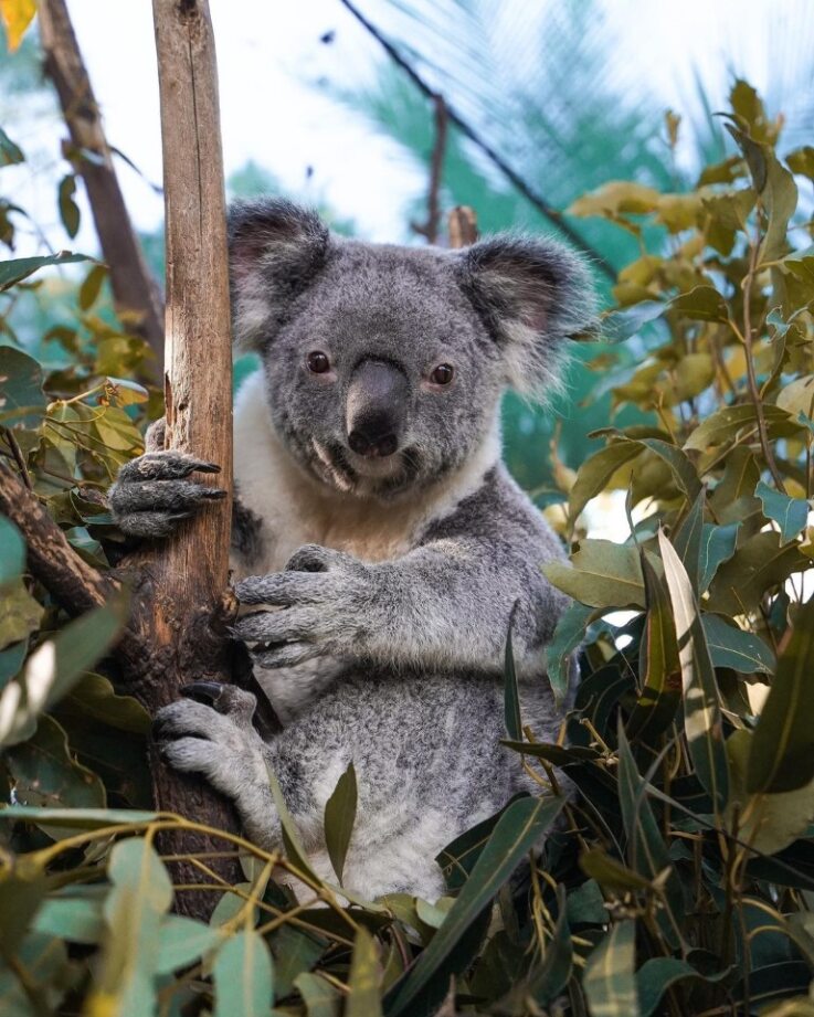 Currumbin Wildlife Sanctuary tweet media