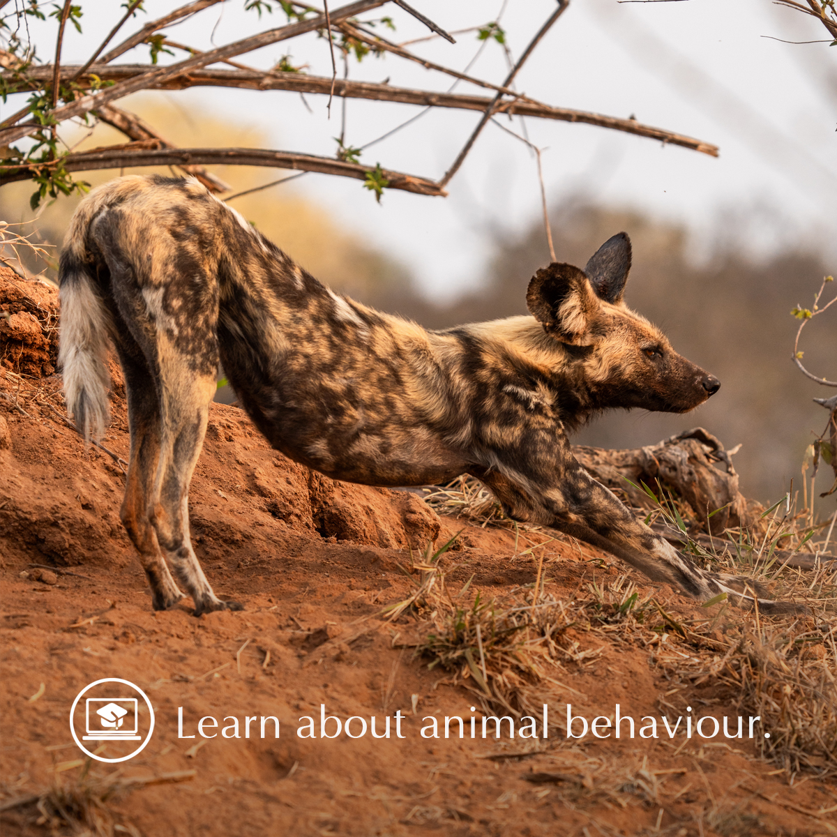 EcoTraining's tweet image. Gain a well-rounded introduction to Field Guiding (#FGASA endorsed) with EcoTraining’s online Field Guide course.

📆 Course date: 17 January – 8 March 2024

E-mail enquiries@ecotraining.co.za to book NOW or BUY the course HERE: 👉ow.ly/q6OA50Q5rJy 👈