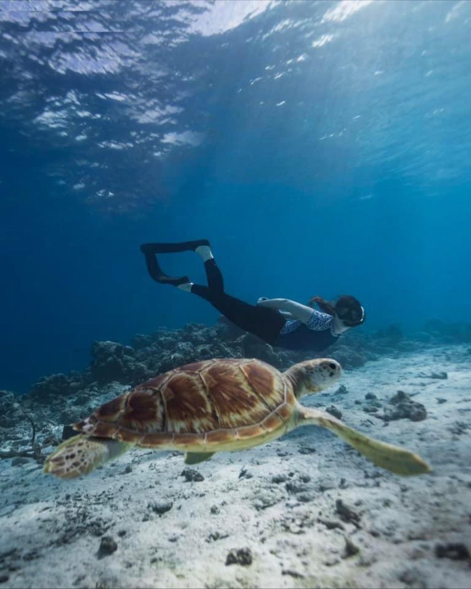 Snorkelling alongside turtles is a beautiful and humbling experience - we are fortunate to have amazing spots nearby our island to do this! 🐢🩵

Is swimming with turtles on your bucket list?

maldives-times.com

#fushifaru #lostinlhaviyani #fushifarumaldives #Maldives